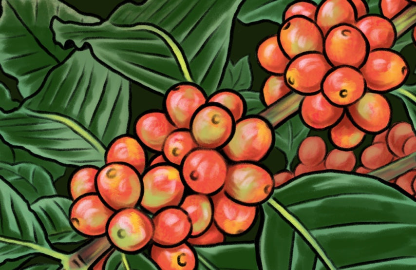 COFFEE VARIETALS