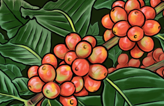 COFFEE VARIETALS